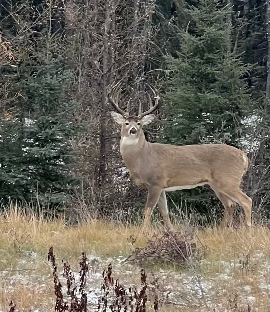Trophy Whitetail Hunt